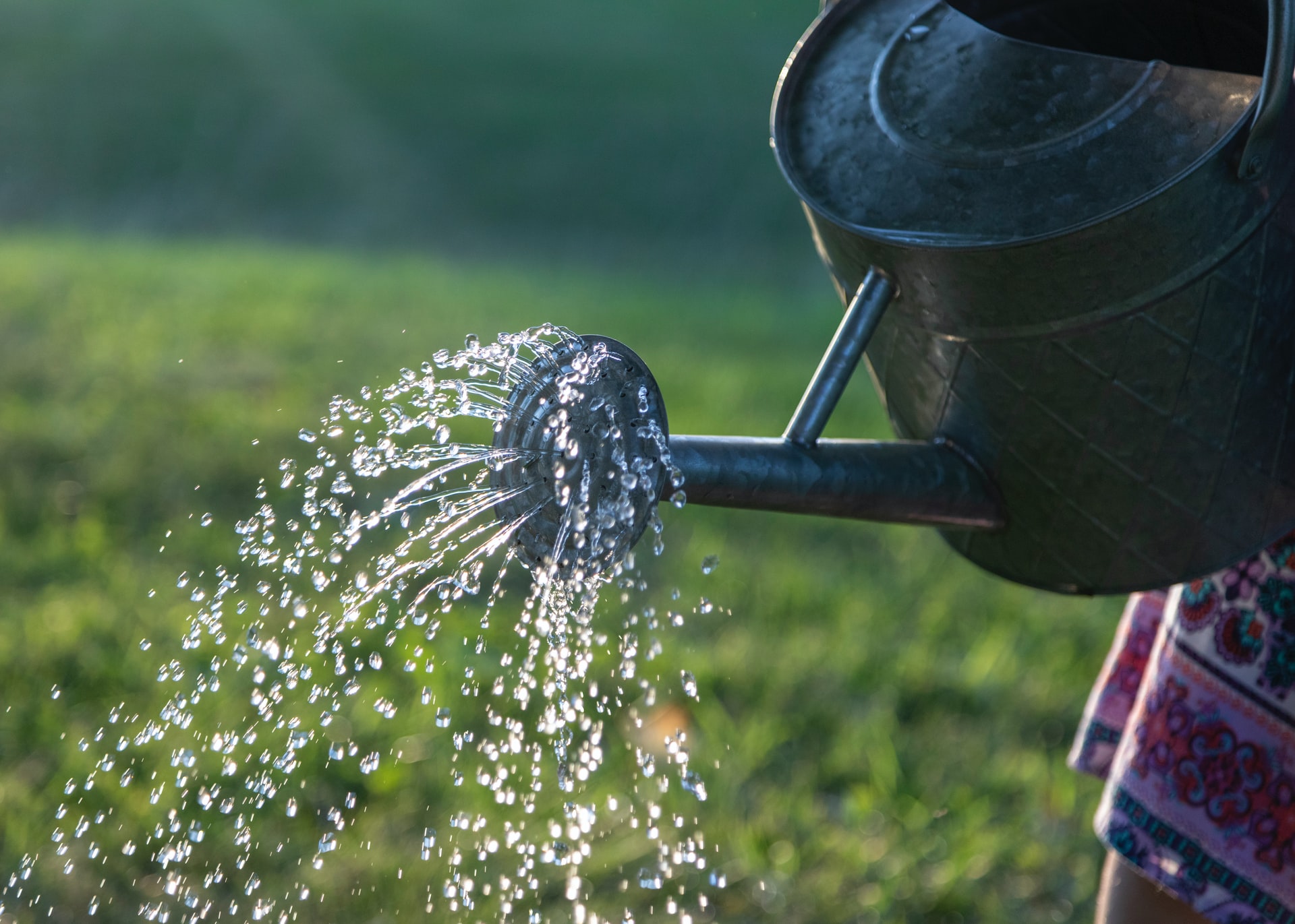 Jak podlewać ogród i oszczędzać wodę?