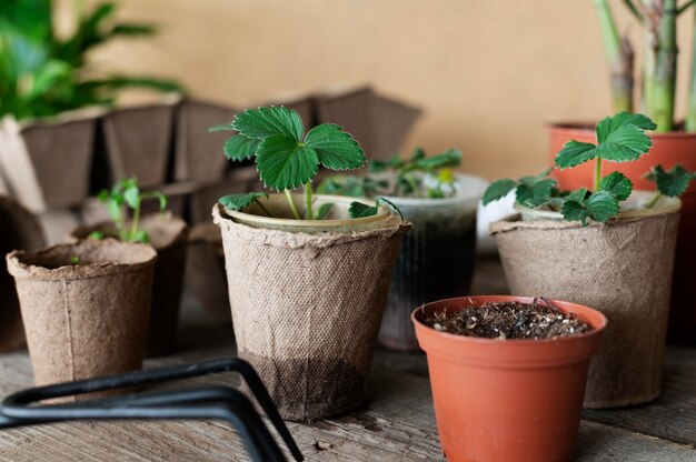 Jak efektywnie korzystać z mini szklarni i donic do uprawy roślin na małej powierzchni?